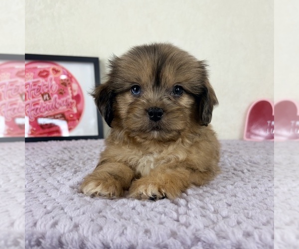 Medium Photo #4 Shih-Poo Puppy For Sale in INDIANAPOLIS, IN, USA