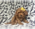 Small #1 Cavapoo