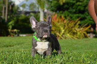 French Bulldog Puppy for sale in NORTH LAS VEGAS, NV, USA