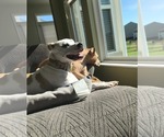 Small #3 American Pit Bull Terrier Mix