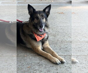German Shepherd Dog Dogs for adoption in San Diego, CA, USA