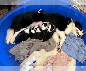 Border Collie Puppy for sale in GIDDINGS, TX, USA