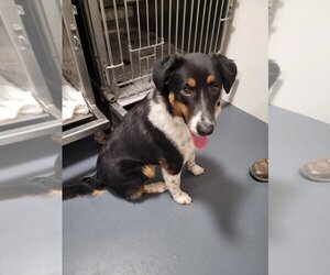 Australian Shepherd-Unknown Mix Dogs for adoption in Linton, IN, USA