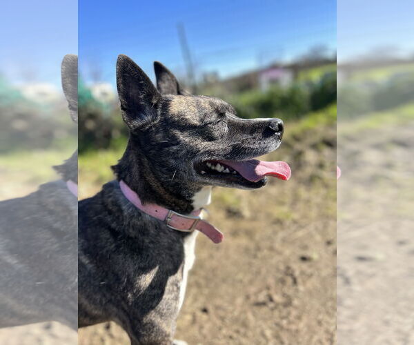 Medium Photo #8 Mutt Puppy For Sale in Chico, CA, USA