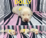 Puppy Dolly Labrador Retriever
