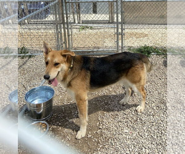 Medium Photo #3 German Shepherd Dog-Unknown Mix Puppy For Sale in Bolivar, MO, USA