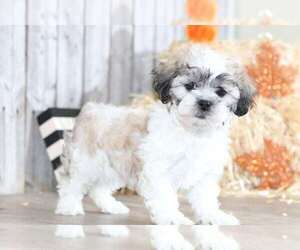 Zuchon Puppy for sale in MOUNT VERNON, OH, USA