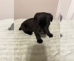 Small #2 Cane Corso