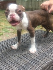 Boston Terrier Puppy for sale in CARL JUNCTION, MO, USA