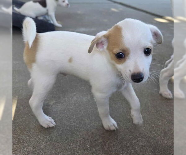 Medium Photo #2 Malchi Puppy For Sale in Oakley, CA, USA