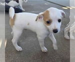 Small #1 Malchi
