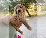 Small Photo #10 Goldendoodle Puppy For Sale in SAN ANTONIO, TX, USA