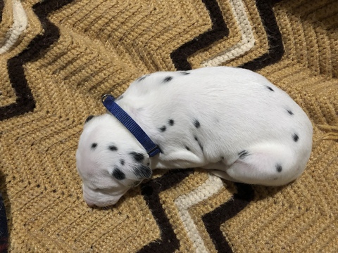 Medium Photo #5 Dalmatian Puppy For Sale in LINCOLN, NE, USA