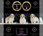 Small Photo #5 Maltipoo Puppy For Sale in WARSAW, IN, USA