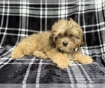 Small #4 Shih-Poo