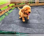 Small #4 Golden Retriever
