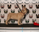 Small Photo #66 French Bulldog Puppy For Sale in TACOMA, WA, USA
