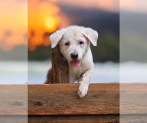 Labrador Retriever-Siberian Husky Mix Dogs for adoption in The Woodlands, TX, USA