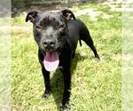 Small #1 American Pit Bull Terrier Mix