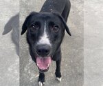 Small Border Collie Mix