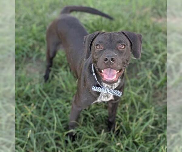 Medium Photo #1 Labrador Retriever Puppy For Sale in Conroe, TX, USA