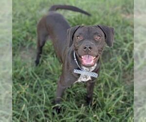 Labrador Retriever Dogs for adoption in Conroe, TX, USA