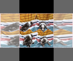 Australian Shepherd Puppy for sale in BLOOMFIELD, MO, USA