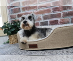 Small #6 Schnauzer (Miniature)