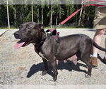 Small #5 American Pit Bull Terrier-Labrador Retriever Mix