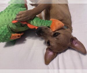 Sally - Female Labrador Retriever-Unknown Mix Dog for Adoption - Photo #2