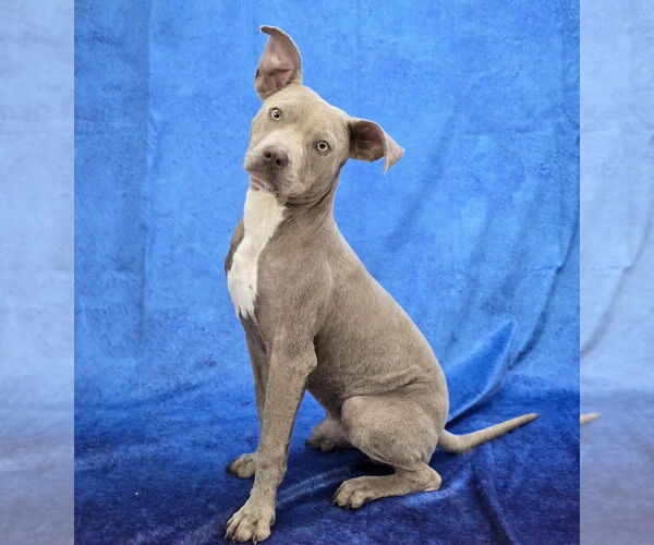 Medium Photo #4 Mutt Puppy For Sale in Lakewood, CO, USA