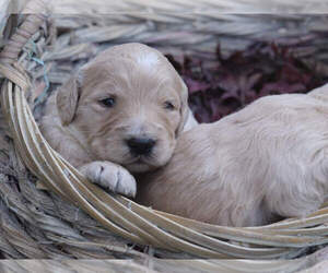 Goldendoodle Puppy for sale in W SACRAMENTO, CA, USA