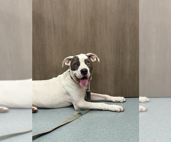 Medium Photo #1 American Pit Bull Terrier-Labrador Retriever Mix Puppy For Sale in Baytown, TX, USA