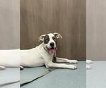 Small American Pit Bull Terrier-Labrador Retriever Mix
