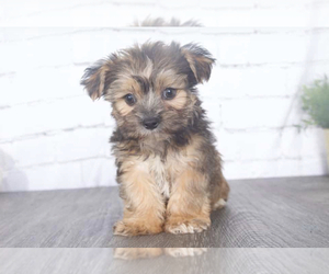 Shorkie Tzu Puppy for sale in RED LION, PA, USA