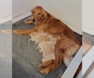 Mother of the Golden Retriever puppies born on 05/08/2026