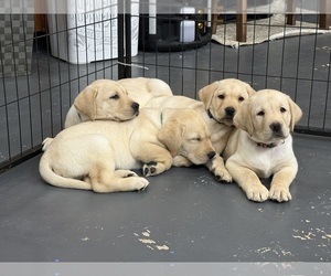 Labrador Retriever Puppy for Sale in MIAMI, Florida USA