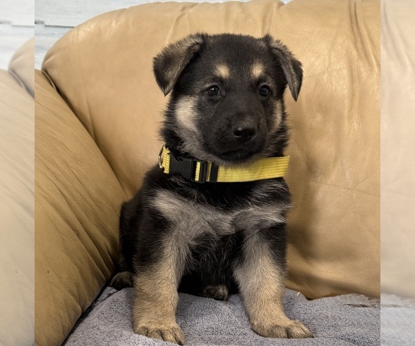 Medium Photo #4 German Shepherd Dog Puppy For Sale in BRIGHTON, CO, USA