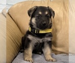 Small #3 German Shepherd Dog