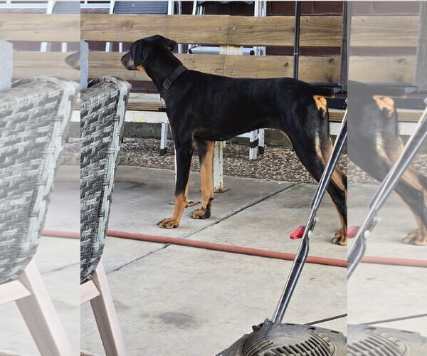 Medium Photo #3 Doberman Pinscher Puppy For Sale in Buffalo, MN, USA