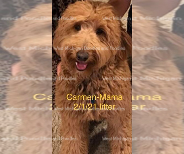 Medium Photo #1 Goldendoodle Puppy For Sale in CROTON, MI, USA