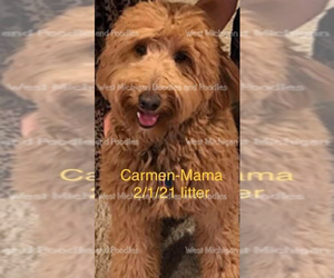 Mother of the Goldendoodle puppies born on 02/01/2021