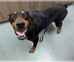 Doberman Pinscher Dogs for adoption in Baytown, TX, USA