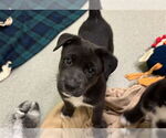 Small German Shepherd Dog Mix