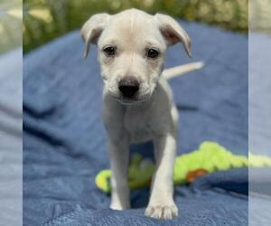 Colonial Cocker Spaniel-Unknown Mix Dogs for adoption in San Diego, CA, USA