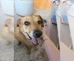 DENNIS - Male Beagle-Unknown Mix Dog for Adoption - Small photo