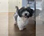 Small Shih Tzu Mix