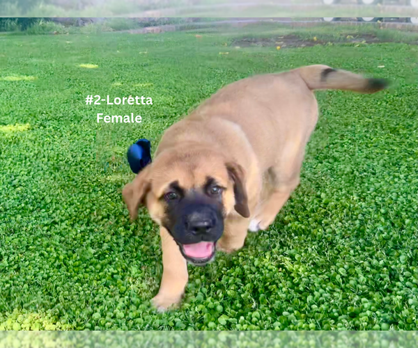 Medium Photo #7 American Mastiff-Saint Bernard Mix Puppy For Sale in HATCH, NM, USA