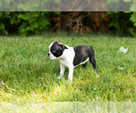 Small #29 Boston Terrier