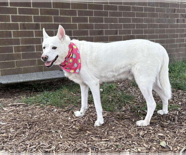 Medium Photo #1 Mutt Puppy For Sale in Hinckley, IL, USA